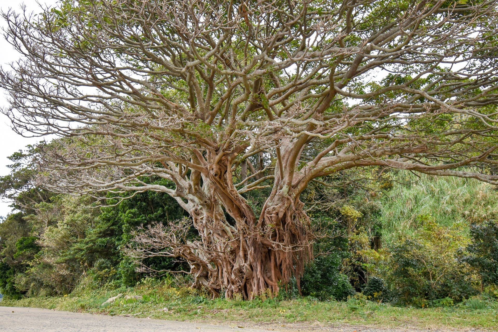 Hero image introducing sightseeing spots on Naru Island
